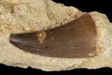 Mosasaur (Prognathodon) Tooth In Rock - Morocco #143733-2